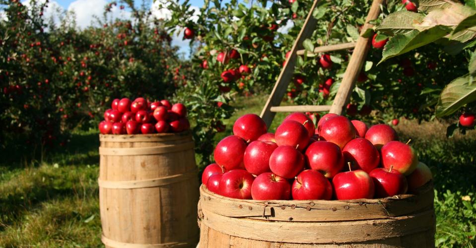 Obstgarten, Äpfel