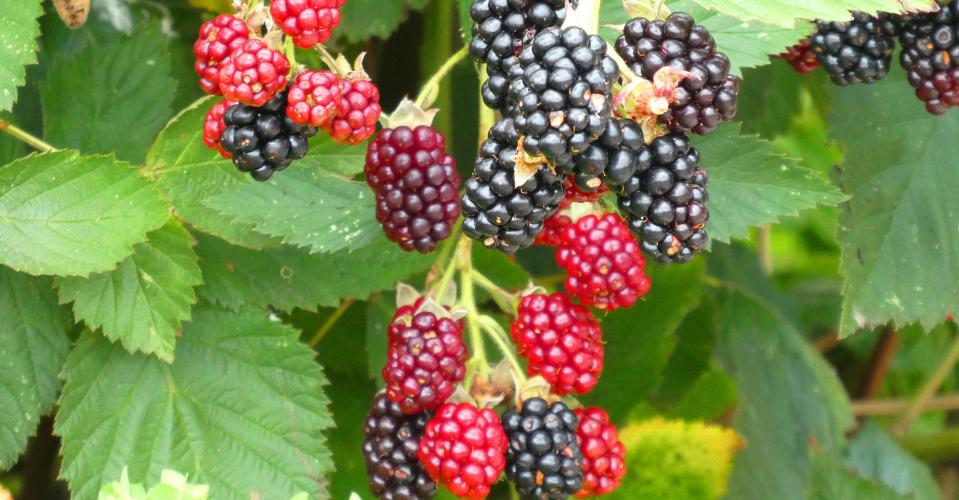 Brombeeren