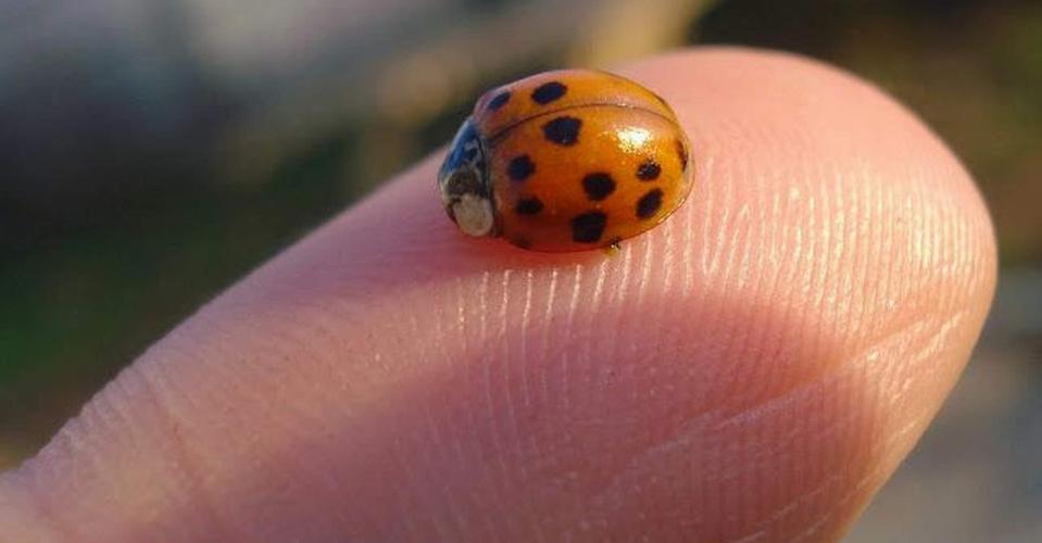 Marienkäfer auf Finger